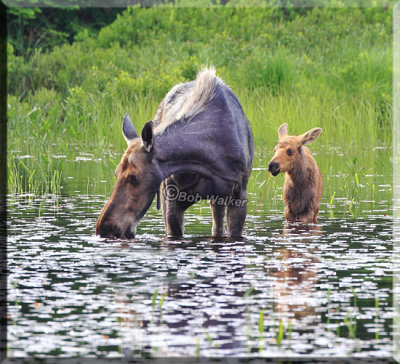 A Cow Moose And It's Calf In Water Eating Succulent Water Lilies