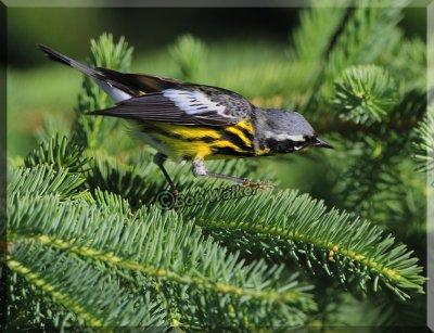 A Magnolia Warbler Walking On Top Of A Spruce's Limb