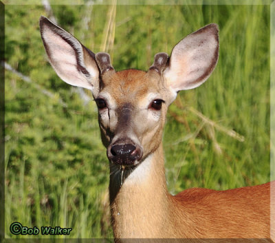 Portrait Of A Button Buck White-tail Deer