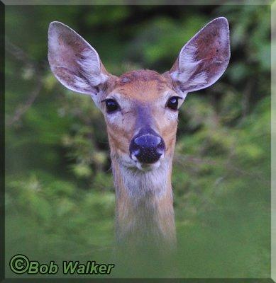 Portrait Of A Forest Roaming Doe White-tail Deer