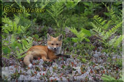 Little Red Laying Down