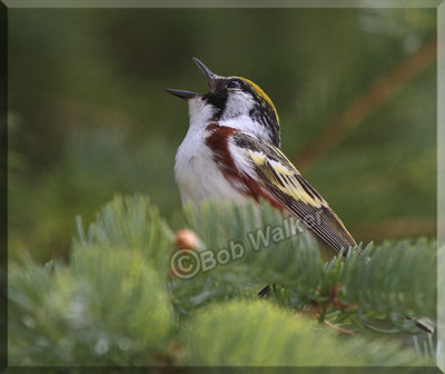 Chestnut-sided Warbler Sings It's Song
