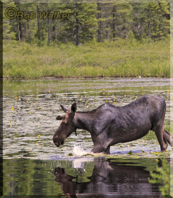 Young Bull Moose Enters Costello Creek