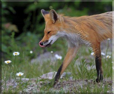 Mother Fox Licking Her Chops As She Goes To Join Her Kits