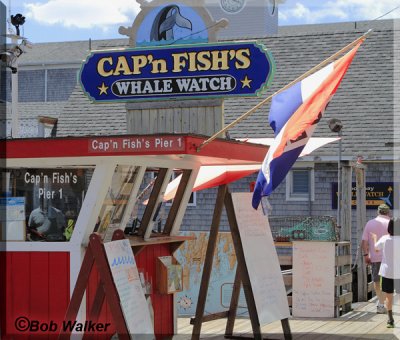 Cap'n FISH'S Whale Watch Booth