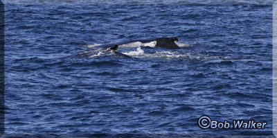 Two Humpback Whales Swim Alongside Our Boat
