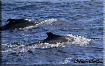 The Humpback Whales Seemed To Be Everywhere 