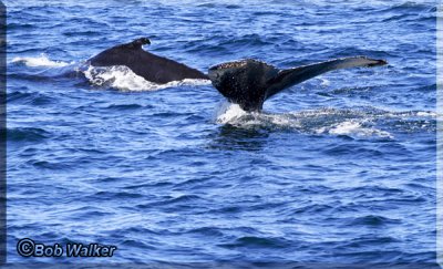 The Humpback Whales Cruising And Fluking