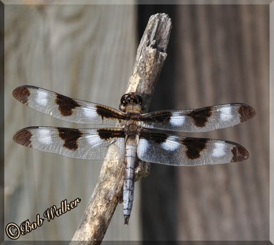 Libellula pulchella Or Commonly Called A Twelve-spotted Skimmer
