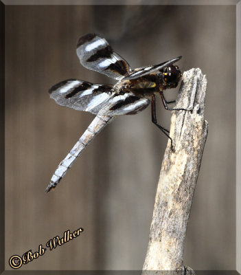 Another Pose Of The Twelve-spotted Skimmer