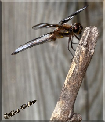  Unusual Backyard Find A Twelve-spotted Skimmer