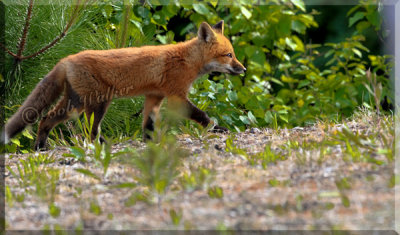 Red Fox Kit On The Prowl