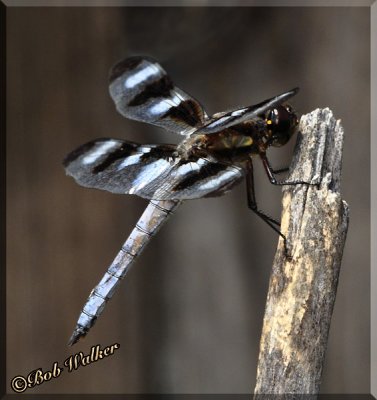 Another Close View Of The Twelve-spotted Skimmer