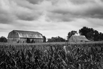Tobacco Barns of Calvert-41.jpg
