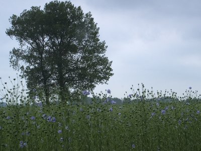 two in summer