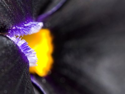 black flower
