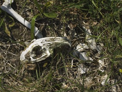 Skeleton of a bird of prey