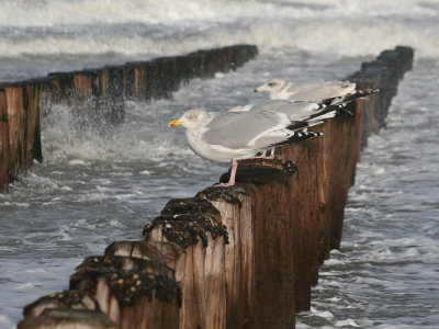 Gulls on beach poles during stormy weather