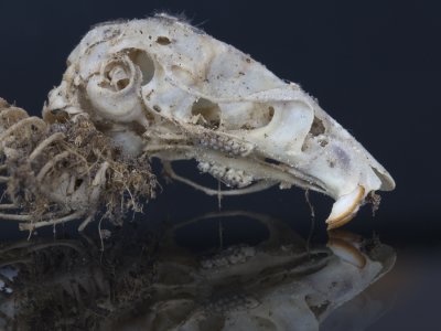 skeleton of a small mouse