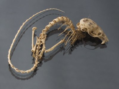 skeleton of a small mouse