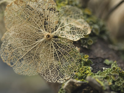 Flower petal