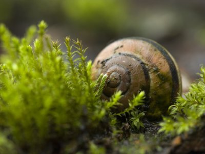 cochlea between Moss