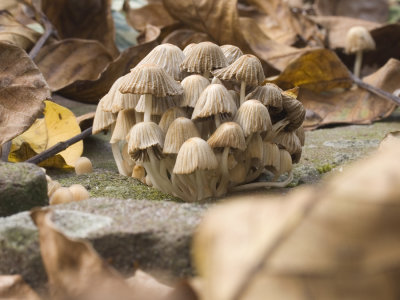 mushroom