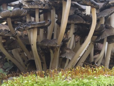 mushroom