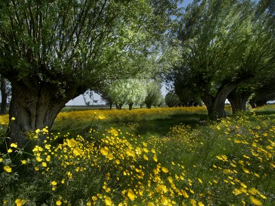 buttercups in Zeeuws-Vlaams meadow landscape