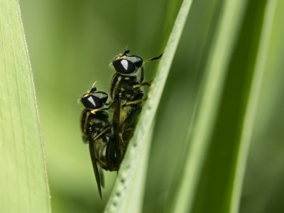 wasp and wasp