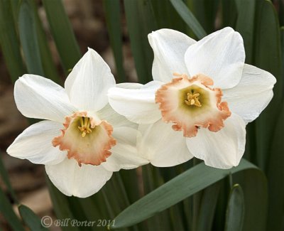 Coral on White Daffodils