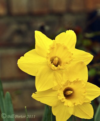 Yellow on Yellow Daffodils