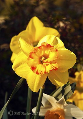Close-Up Orange-Yellow on Yellow Daffodil