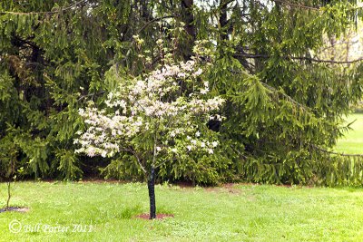 Flowering Dogwood - Pink