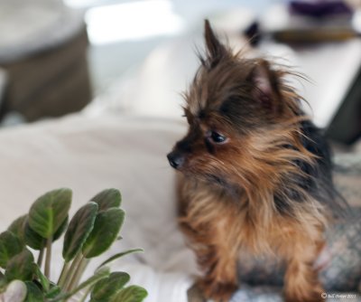 Holly the Yorkie with a Violet