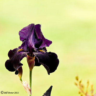 The Black Iris