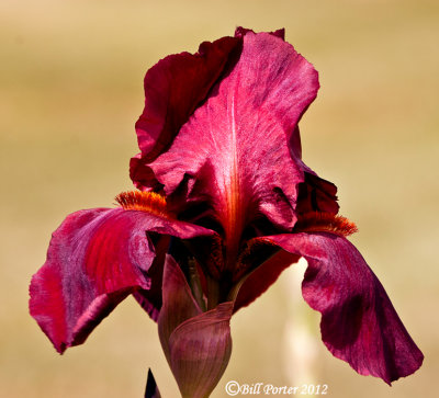 Crimson Iris
