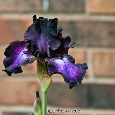 Judy's Black Iris