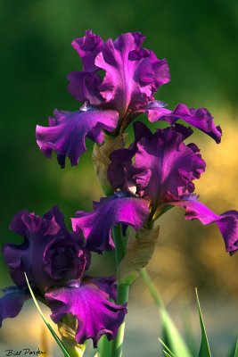 Three Rasberry Irises
