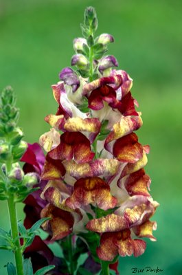 An old time, three-foot tall snapdragon flower but with a blend of colors.