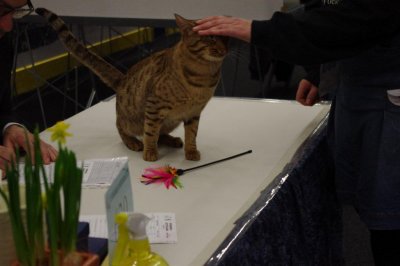 Västerås Kattklubb 2011-04-18 & 2011-04-19