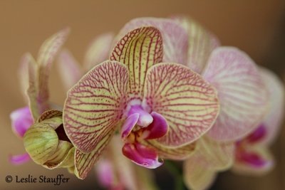 flowers_iii