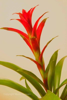 Close up 1.jpg