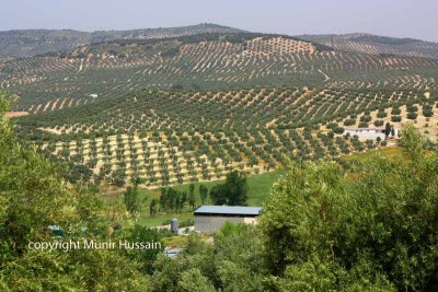 Olive Plantation in Spain.jpg