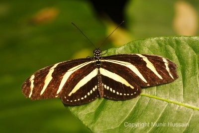 _MG_2143.jpg