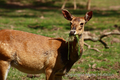 Chester Zoo 20.jpg