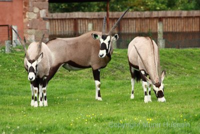 Chester Zoo 31.jpg