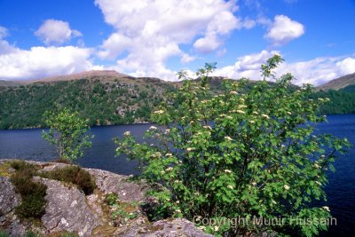 Loch Lomond 2.jpg