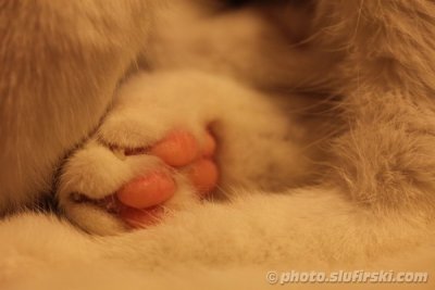 White cat's toes in a macro view