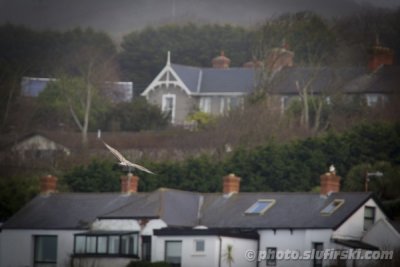 Bird flying over the coast in Howth, Ireland